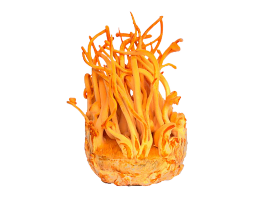 The Compounds Behind The Power Of Cordyceps. The Cardio Mushroom. What's In Cordyceps? Why Is Cordyceps So Good? Benefits & Compounds Explained
