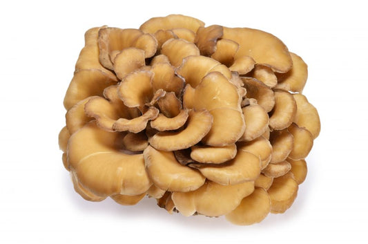 Rare, Unique Bioactive Compounds in Functional Mushrooms