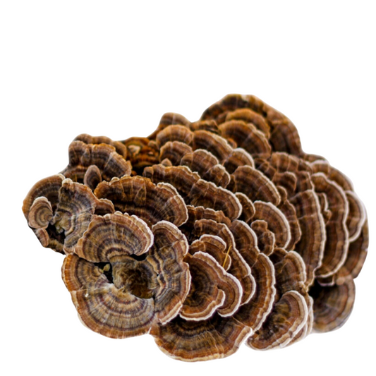 The Turkey Tail Tale: What Is Turkey Tail Mushroom? What's In Turkey Tail Mushroom? Why Is Turkey Tail So Adaptive To Overall Health? Benefits & Compounds Explained