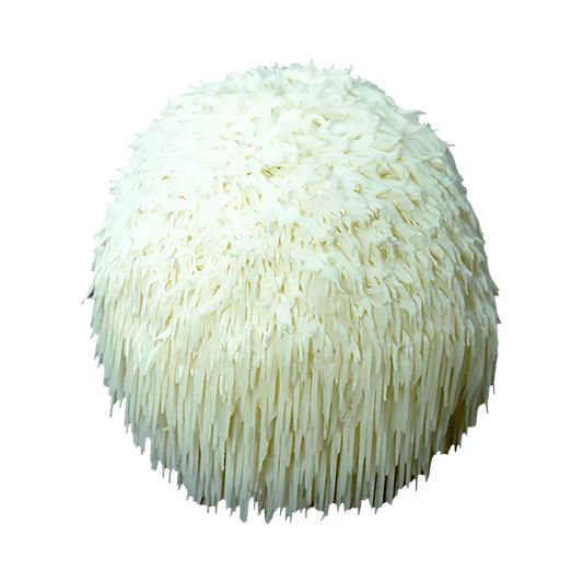 What Is Lions Mane? What's In Lions Mane? What's Lions Mane Good For? Benefits & Compounds Explained